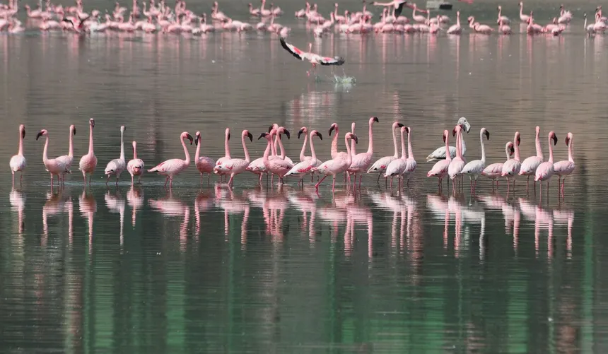 Khijadiya Bird Sanctuary – Wildlife – Jamnagar, Gujarat